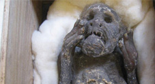 Scientists Finally Solve Mystery of Japan’s Tiny Mummified Mermaid