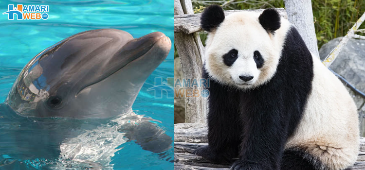 ان کی شکل پر مت جائیں٬ معصوم نظر آنے والے 5 جانور جو حقیقت میں انتہائی خطرناک ہیں