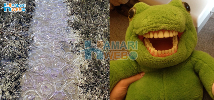 ہمارا دعویٰ ہے کہ ان کو دیکھنے والا سب کام چھوڑ دیتا ہے