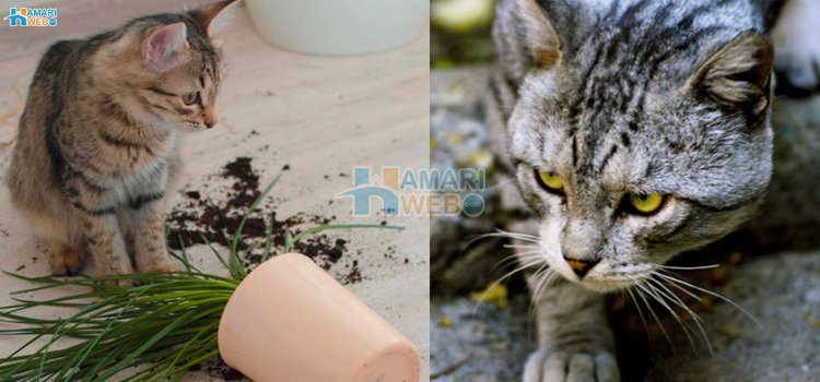 بلیاں چیزیں کیوں گراتی ہیں؟ صرف بلی پالنے کا شوق رکھنا کافی نہیں یہ 3 خاص باتیں بھی ضرور جانیں