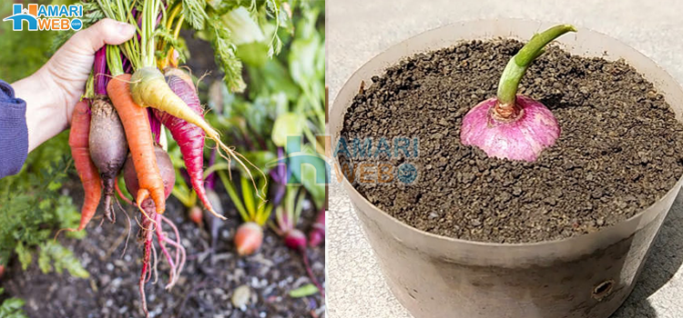 پیاز سے لے کر کدو تک - چند سبزیاں جنہیں گھر پر آسانی سے اگایا جاسکتا ہے٬ ہزاروں روپے کی بچت