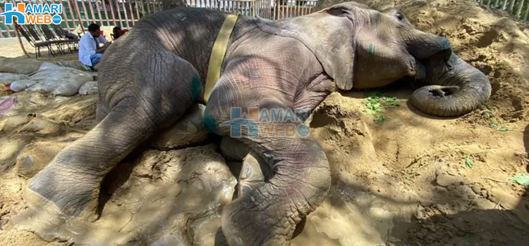 کراچی کے چڑیا گھر کا ہاتھی جو گرنے کے بعد اب کھڑا بھی نہیں ہوسکتا٬ آخر یہاں کیا چل رہا ہے؟