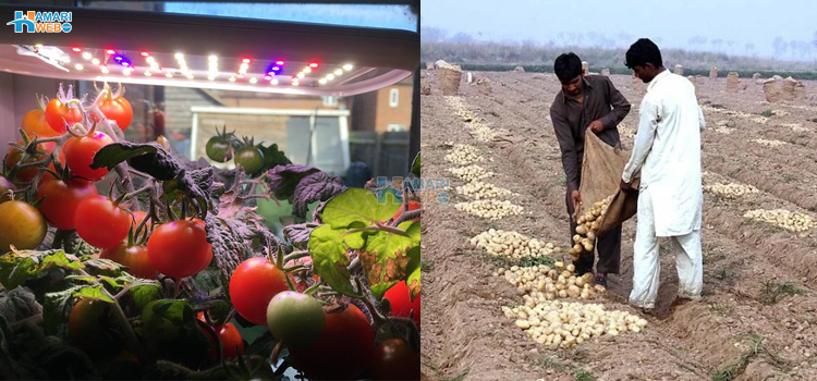 اب خلاء سے بھی ٹماٹر اور سبزیاں زمین پر بھیجی جائیں گی٬ لیکن پاکستان انتظار نہ کرے 