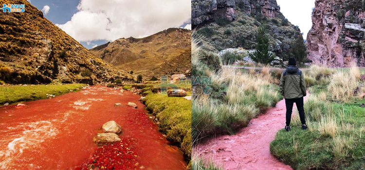 کاسکو کا سرخ دریا - قدرت کا حقیقی شاہکار یا پھر صرف ہماری نظروں کا دھوکہ٬ ویڈیو دیکھیں