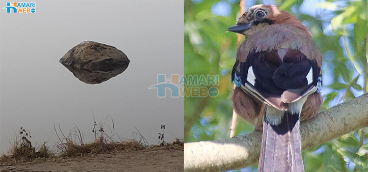 چند ایسی تصاویر جو ایک معمہ ہیں، کیا آپ راز سے پردہ اٹھا سکتے ہیں؟