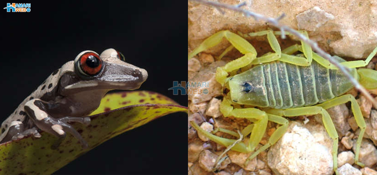 گنیز ورلڈ ریکارڈ 2023: دنیا کے سب سے زہریلے جانور اور ان سے جڑے دلچسپ حقائق