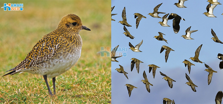 طاقت ختم ہونے پر یہ پرندہ سمندر میں کیوں نہیں گرتا٬ ایسا انکشاف جس نے سائنسدانوں کو بھی حیران کردیا