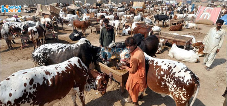 مویشی منڈی شہر سے باہر منتقل۔۔ شہریوں کو فائدہ یا نقصان؟