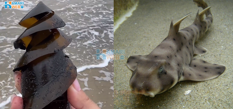 کیا یہ واقعی شارک کا انڈہ ہے؟ وائرل ویڈیو نے انٹرنیٹ کو ہلا کر رکھ دیا