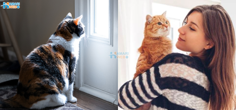 بلی خطرے کی پیشنگوئی بھی کرتی ہے٬ آپ اپنی بلی کو کتنی اچھی طرح جانتے ہیں؟ چند اشارے