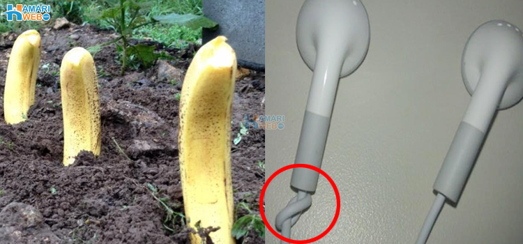 کیلے کے چھلکے زمین میں دفن کرنے سے کیا ہوتا ہے؟ 6 ٹپس جو آپ کی زندگی آسان بناسکتی ہیں