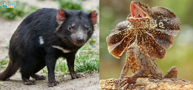 آسٹریلیا جانے کے شوقین یہ بھی جان لیں٬ عجیب و غریب اور خوفناک جانور جن کا گھر ہی آسٹریلیا ہے