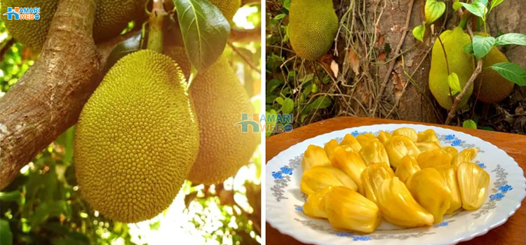 پاکستان میں کٹھل کا 100 سال پرانا درخت٬ کھٹے میٹھے پھل کے قیمتی فوائد اور خطرناک نقصانات