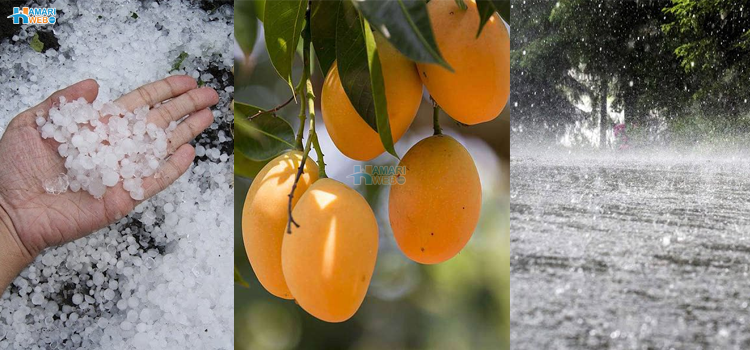 آم پکے گا نہ مٹھاس آئے گی - بےموسمی برسات اور ژالہ باری سے پاکستان کو کتنا نقصان؟