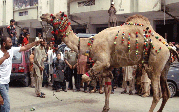 oont-ka-gosht-khane-ke-faidy-camel-meat-benefits-hikmat-o-marfat