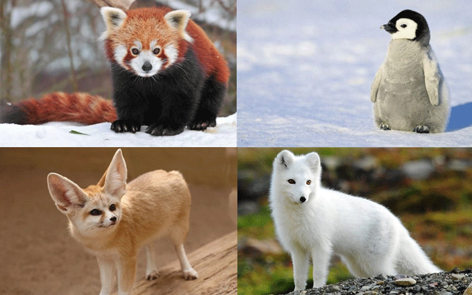 Some Cutest Animals on Earth
