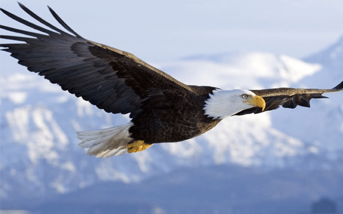 interesting-facts-about-eagles