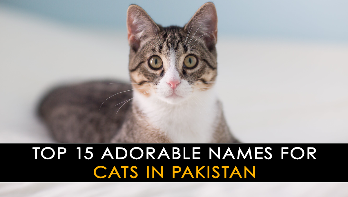 Top 15 Adorable Cats Names in Pakistan