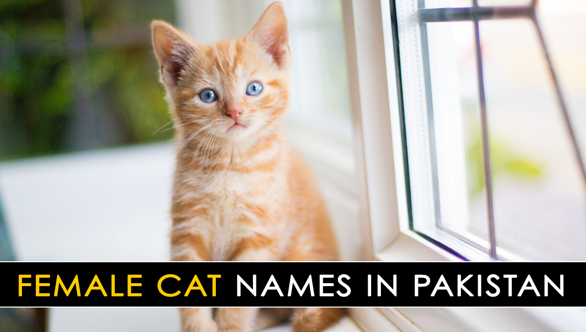 female-cat-names-with-meaning-best-pakistani-female-cat-kitten-names