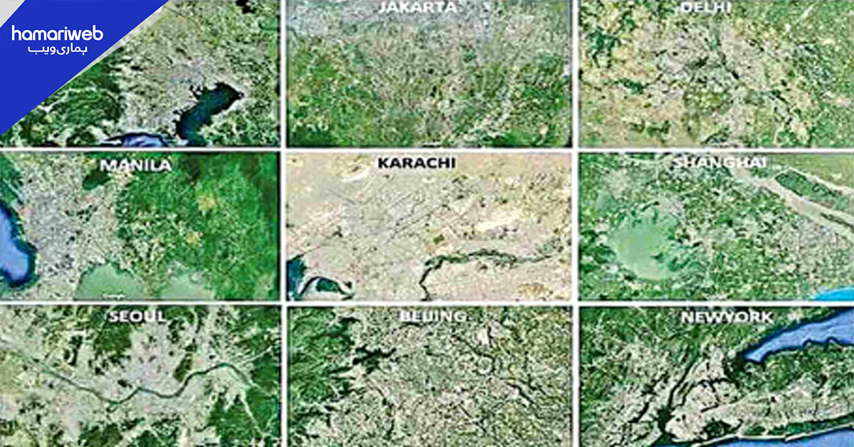 نایاب درختوں کی کٹائی کا انکشاف، کراچی کا سبز احاطہ 2 فیصد سے بھی کم رہ گیا