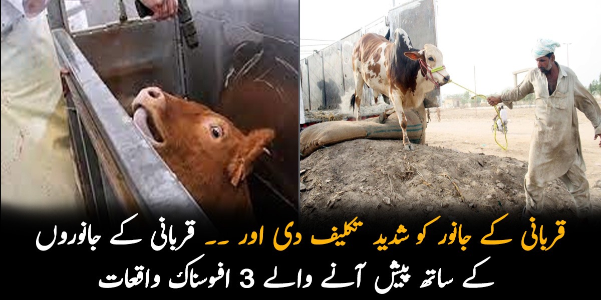 قربانی کے جانور کو شدید تکلیف دی اور ۔۔ جانیں قربانی کے جانوروں کے ساتھ پیش آنے والے 3 افسوسناک واقعات جو دل دہلا دیں