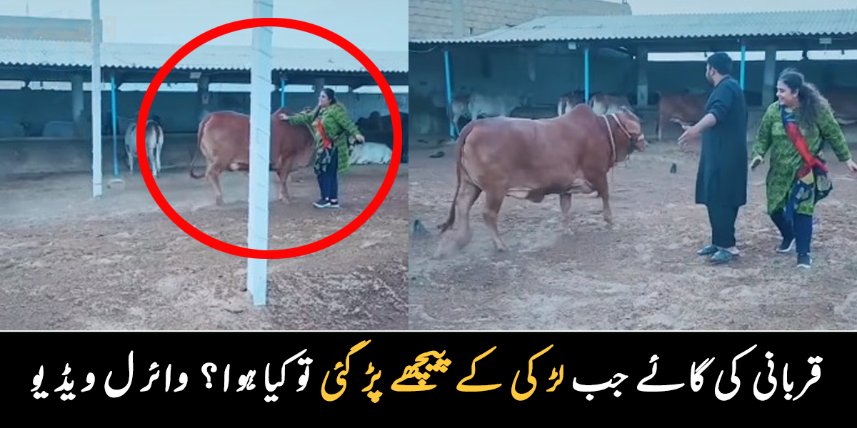 لڑکی گائے سے ڈر ہی نہی رہی تھی ۔۔ قربانی کی گائے جب لڑکی کے پیچھے پڑ گئی تو کیا ہوا؟ دیکھیے وائرل ویڈیو