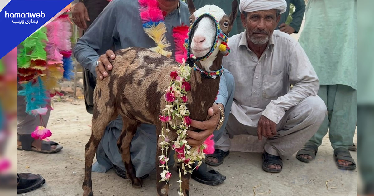 15 کلو کی بکری 18 لاکھ میں فروخت، خریدار بارات لے کر پہنچ گئے