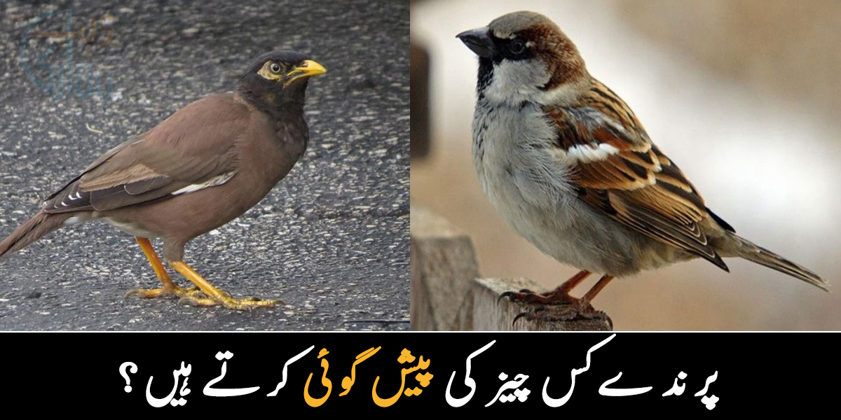 پرندوں کے چیخنے کا کیا مطلب ہوتا ہے! یہ اپنی آواز کے ذریعے کس چیز کی پیش گوئیاں کرتے ہیں؟