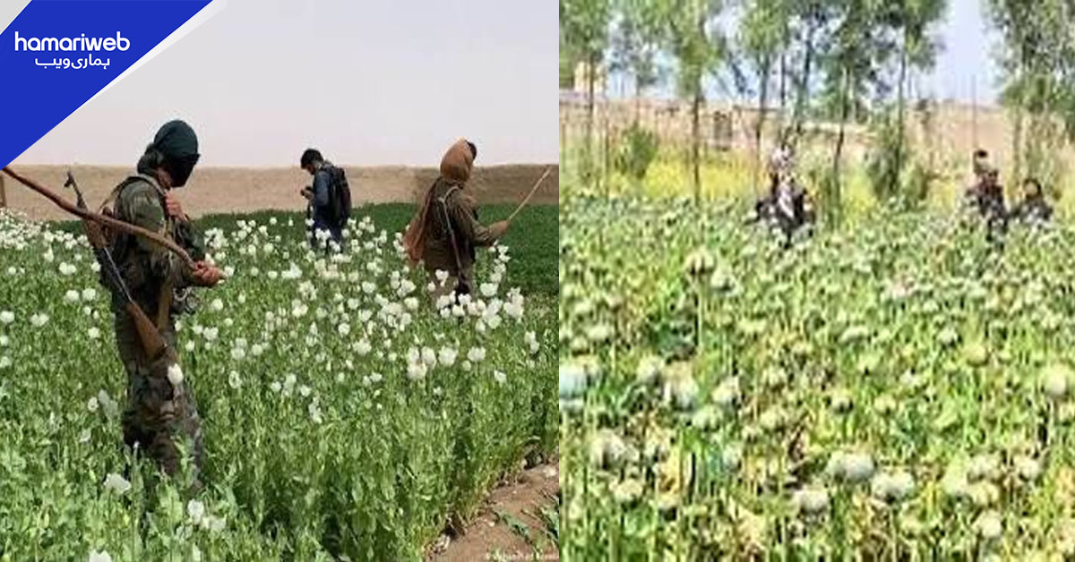 انسداد منشیات کارروائیاں تیز، خیبر پختونخوا میں افیون کی فصلیں تلف