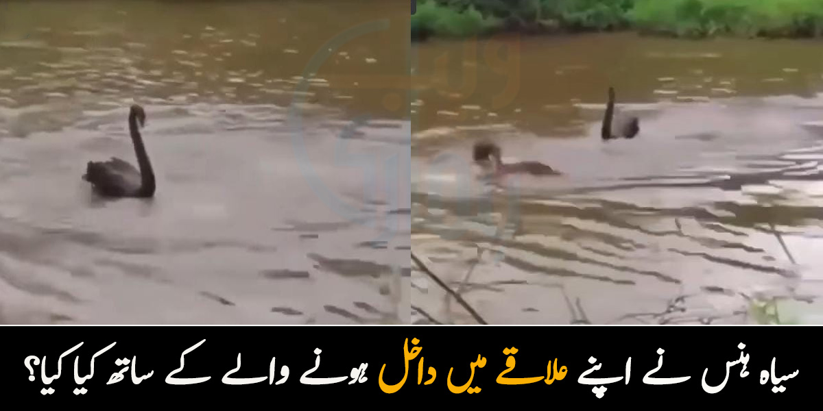 یہ میرا علاقہ ہے! سیاہ ہنس نے اپنے علاقے میں داخل ہونے والے کے ساتھ کیا کیا؟ حیرت انگیز ویڈیو