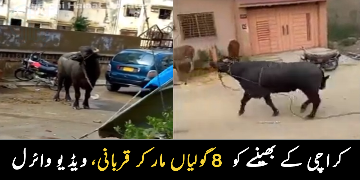 کراچی میں بھینسے کو قربان کرنے کے لیے گولیاں مار دیں، ویڈیو وائرل