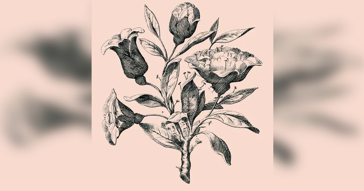 تصویر میں کتنے چہرے چھپے ہیں کیا آپ لوگ بتا سکتے ہیں؟ 90 فیصد تیز نظر رکھنے والے افراد بھی اس آسان سی پہیلی کو سلجھا نہیں پائیں گے