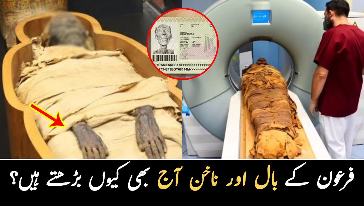فرعون کے بال اور ناخن آج بھی کیوں بڑھتے ہیں؟ اس کی لاش آج بھی کیسے اتنی تازہ ہے؟ حیران کن حقائق