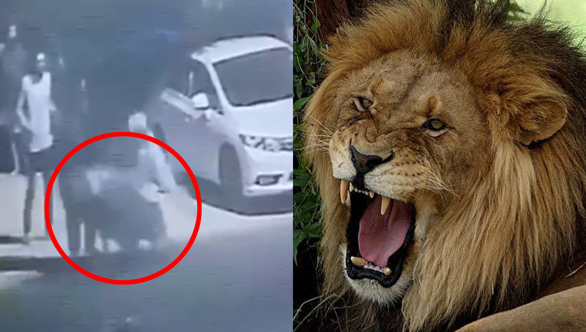 پالتو شیر کا بچے پر حملہ ، دل دہلا دینے والی ویڈیو سامنے آگئی