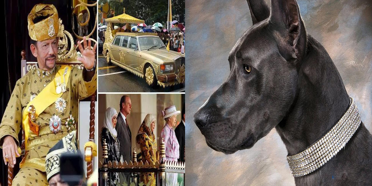 ان کا کتا بھی ہیرے کا ہار پہنتا ہے.. دنیا کے امیر ترین افراد پیسہ کس طرح ضائع کرتے ہیں؟