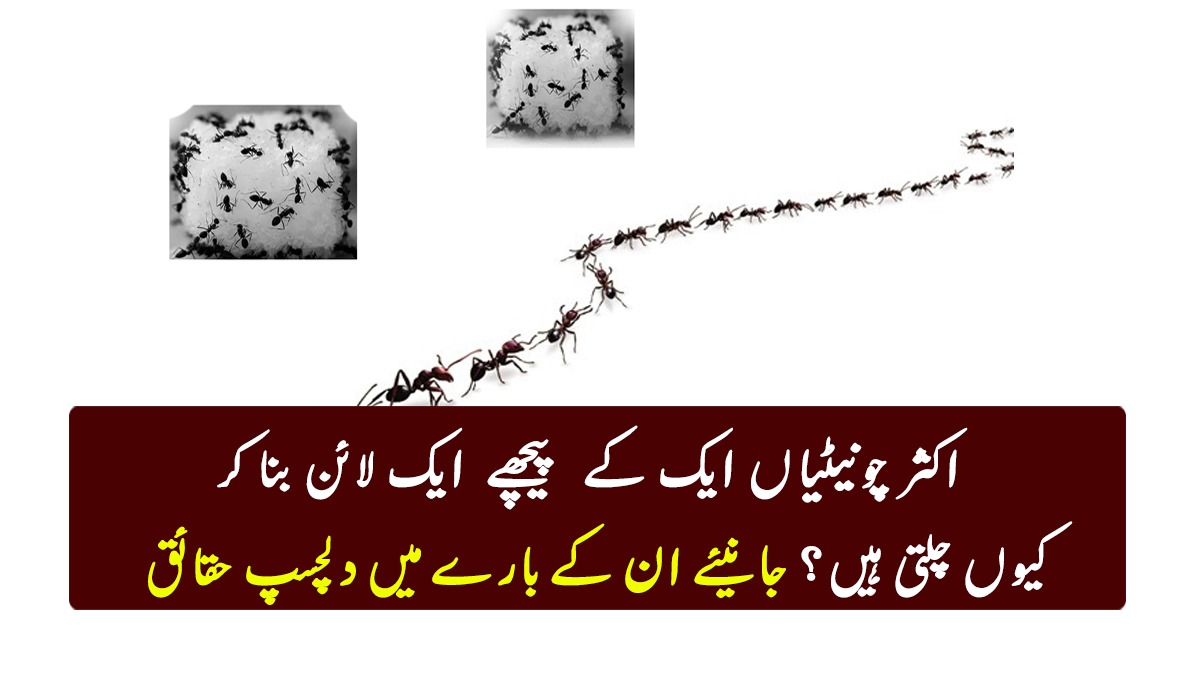 اکثر چونیٹیاں ایک کے پیچھے ایک لائن بنا کر کیوں چلتی ہیں؟ جانیئے ان کے بارے میں دلچسپ حقائق