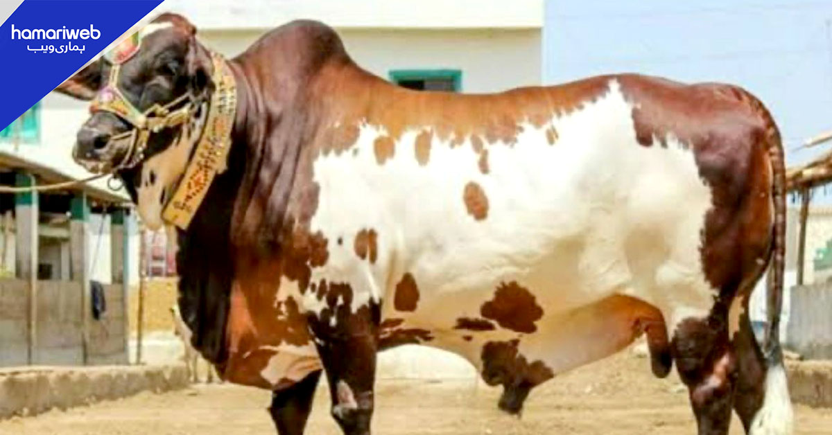 ملک بھر میں عیدالاضحیٰ کے دوسرے روز بھی قربانی اور دعوتوں کا سلسلہ جاری