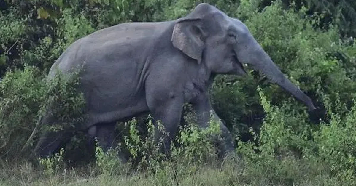 نو دن میں 20 افراد کو موت کے گھاٹ اتارنے والے ہاتھی کی تلاش