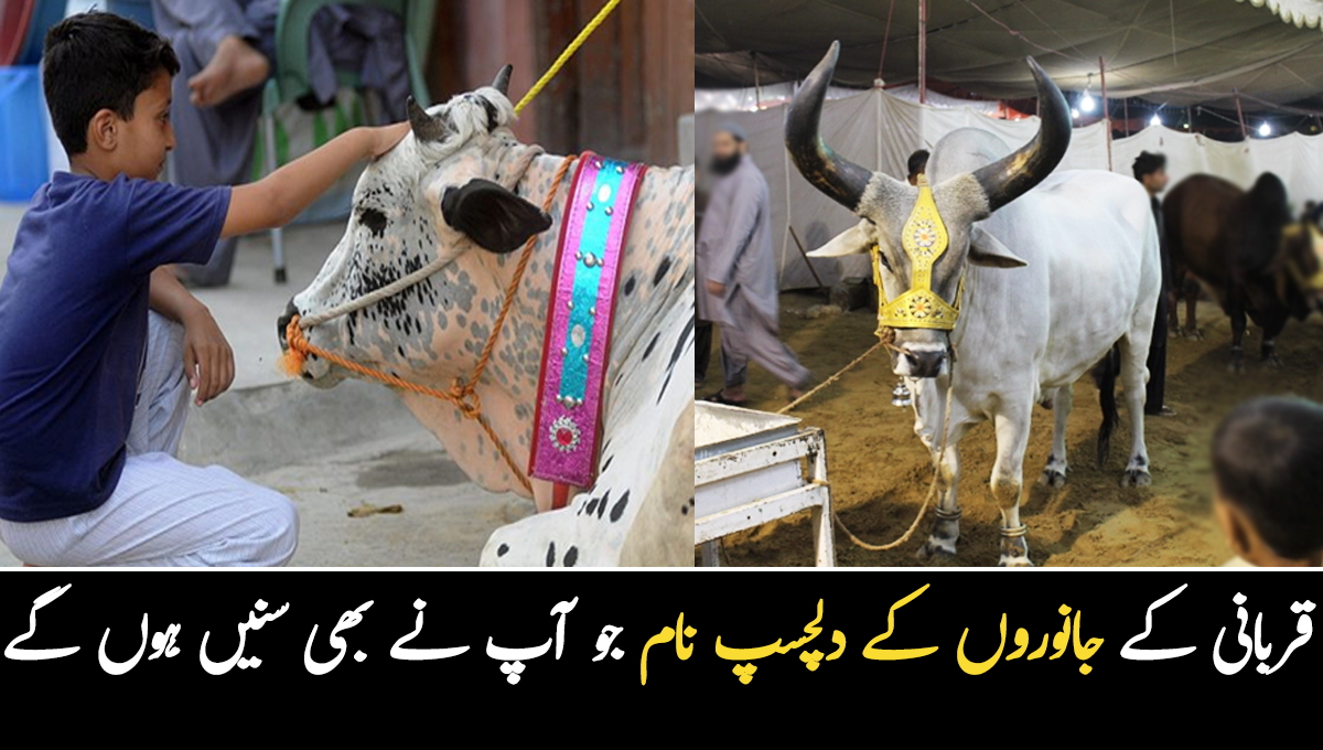 وہ دیکھو راکٹ گائے آرہی ہے ہماری طرف بھگاتی ہوئی ۔۔ قربانی کے جانوروں کے دلچسپ نام جو آپ نے بھی سنیں اور رکھے ہوں گے