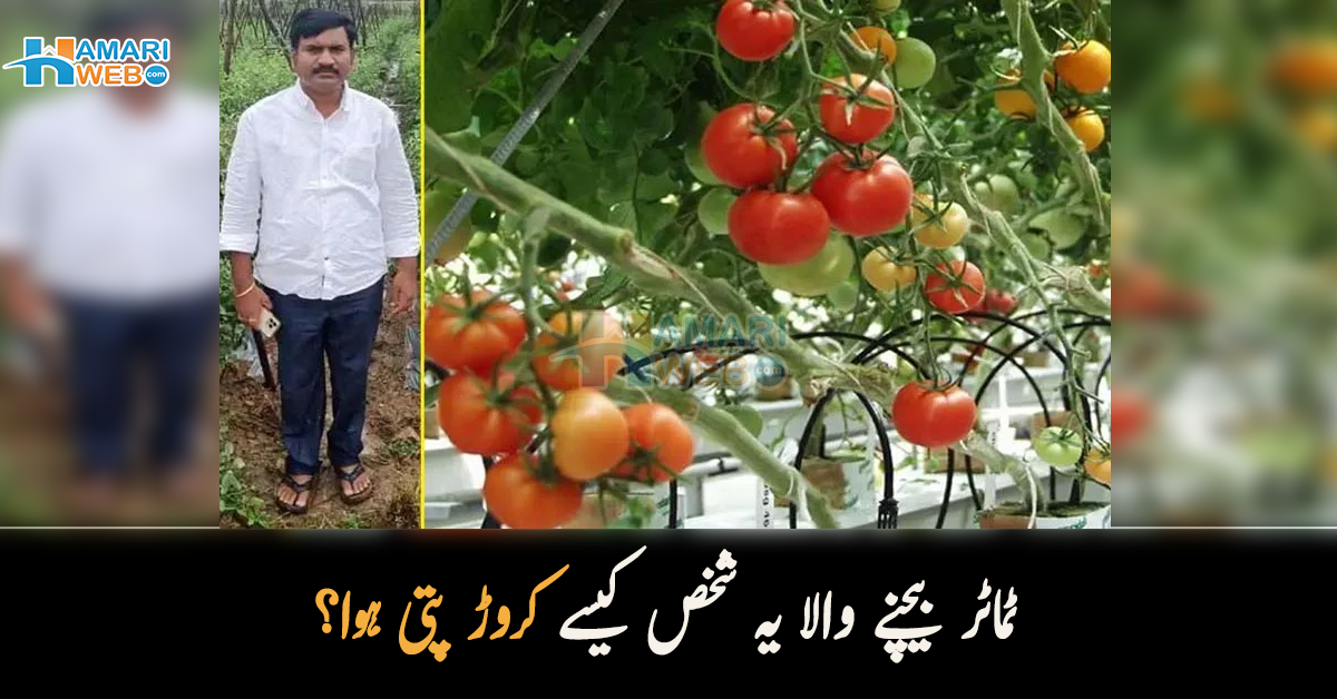 ٹماٹر بیچنے والے کو قسمت نے کروڑ پتی بنا دیا۔۔ امیر ہوجانے کے بعد بھی کسان دکھی کیوں ہے؟ دلچسپ کہانی