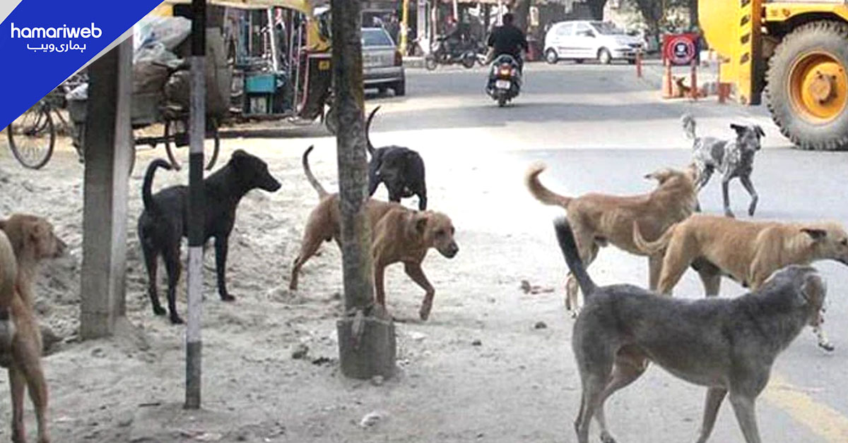 کراچی میں رواں سال کتوں کے کاٹنے کے 50 ہزار سے زائد کیسز رپورٹ