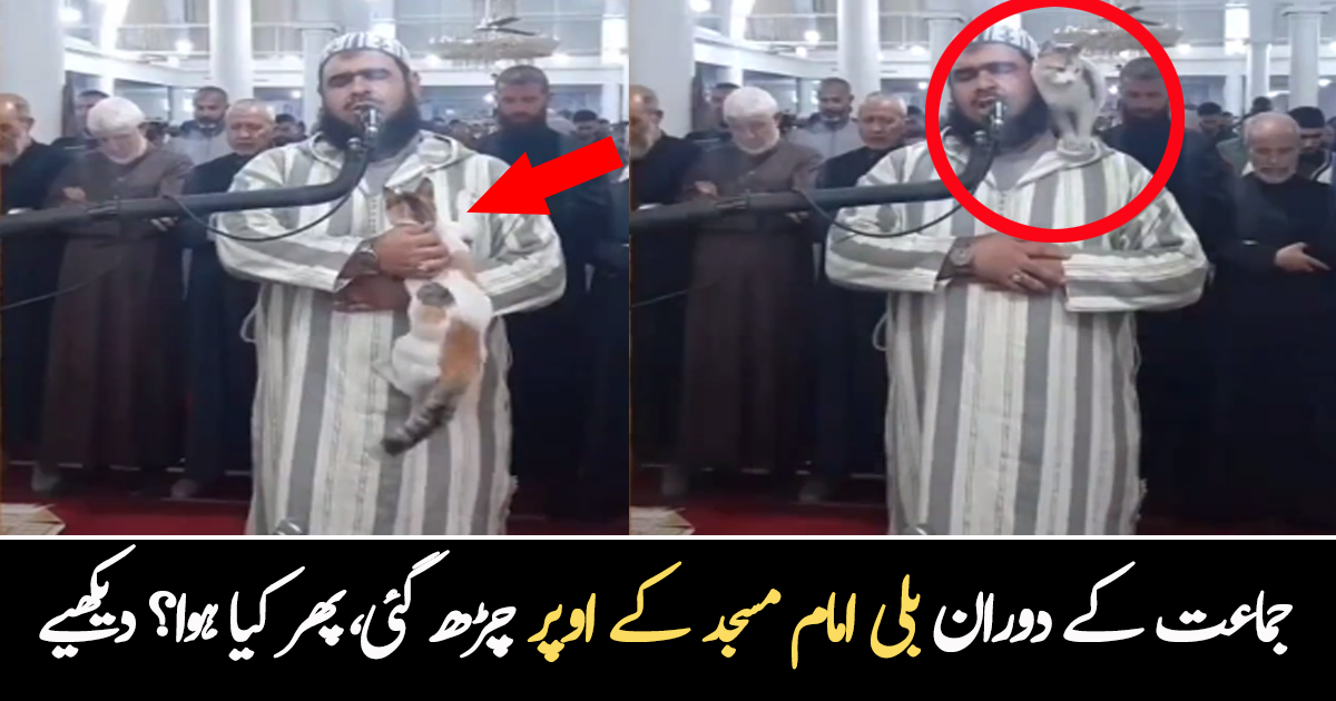 جیسے ہی نماز کے لیے جماعت کھڑی ہوئی، بلی آ گئی۔۔ امام مسجد کی پالتو بلی نے دوران نماز کیا شرارتیں کیں؟ ویڈیو وائرل