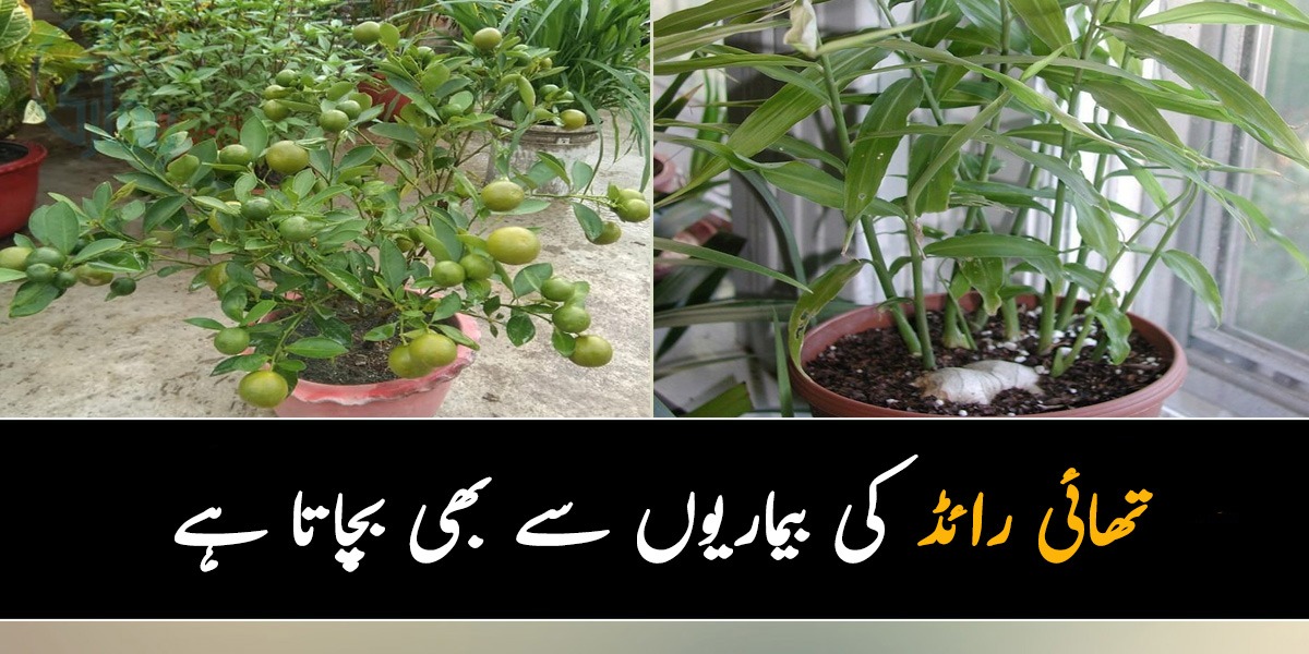 تھائی رائڈ کی بیماریوں سے بھی بچاتا ہے۔۔۔ 6 پودے جن کو گھر میں لگا کر آپ بھی بہت سے فائدے اٹھا سکتے ہیں