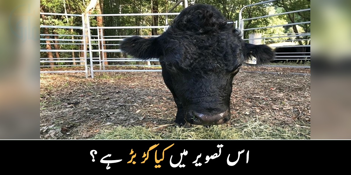 تصویر کو غور سے دیکھیں اور بتائیں کہ اس تصویر میں کیا گڑ بڑ ہے! آپ کا جواب آپ کی شخصیت اور ذہانت سے متعلق کیا کہتا ہے؟