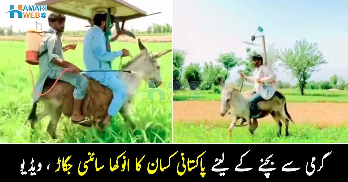کسان جانتا ہے گرمی کا توڑ ۔۔ پاکستانی کسان کے انوکھے سائنسی جگاڑ نے سب کو حیرت میں مبتلا کر دیا، دیکھئے ویڈیو