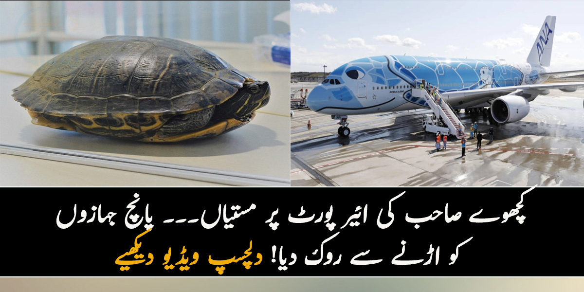 کچھوے صاحب کی ائیر پورٹ پر مستیاں۔۔۔ پانچ جہازوں کو اڑنے سے روک دیا! دلچسپ ویڈیو دیکھیے