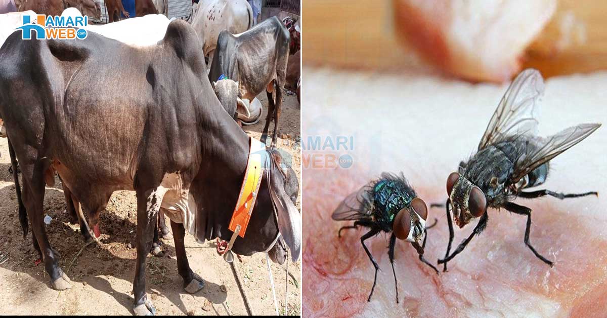 قربانی کا جانور تو آگیا، مگر مکھیوں کا ڈھیر لگ گیا۔۔ جانیے گھر سے مکھیوں کو بھگانے کا وہ طریقہ جس سے آپ بھی ان سے محفوظ رہیں اور جانور بھی