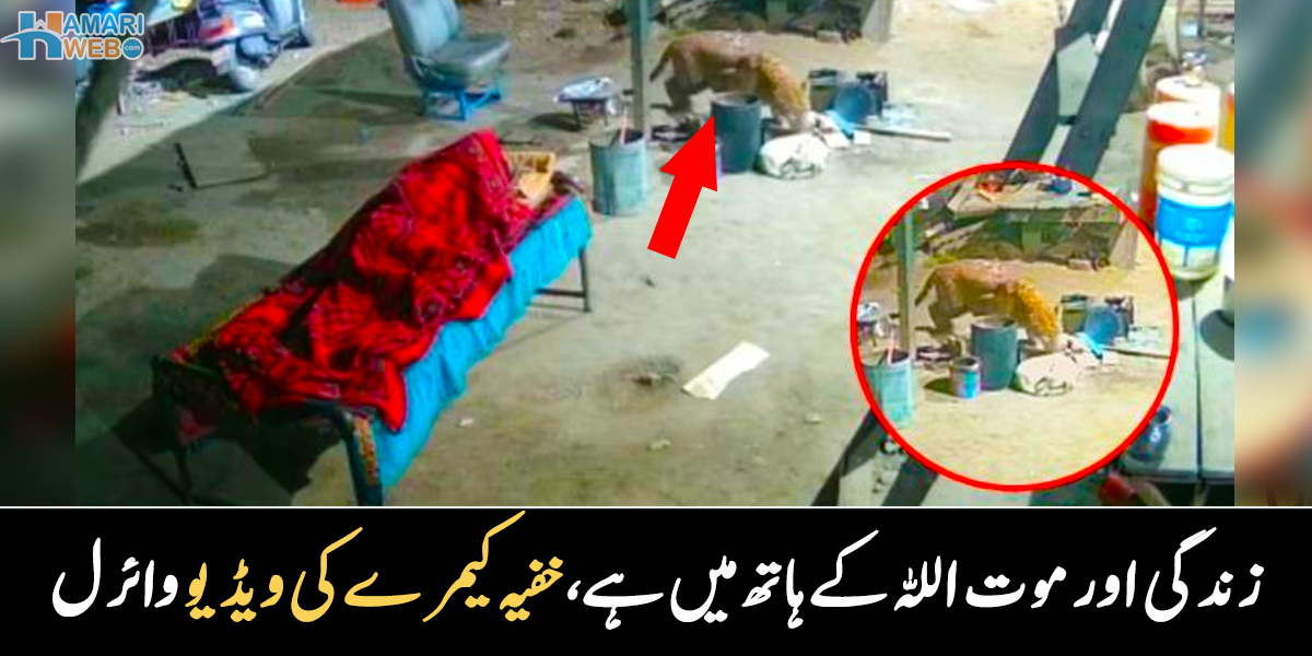 چیتا بھوک کی وجہ سے سوتے ہوئے شخص کے پاس آگیا اور اچانک ۔۔ رات کو نیند پوری کرتے شخص کے پاس جب چیتا آیا تو آگے کیا ہوا؟خفیہ کیمرے کی ریکارڈنگ وائرل