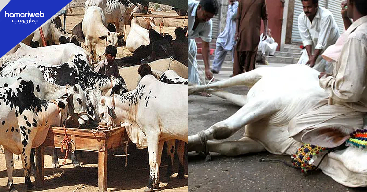 5 من کےجانور کے کم از کم 35 سے 40 ہزار، اس سال عیدالاضحیٰ پر قصابوں کے کیا ریٹ ہیں؟