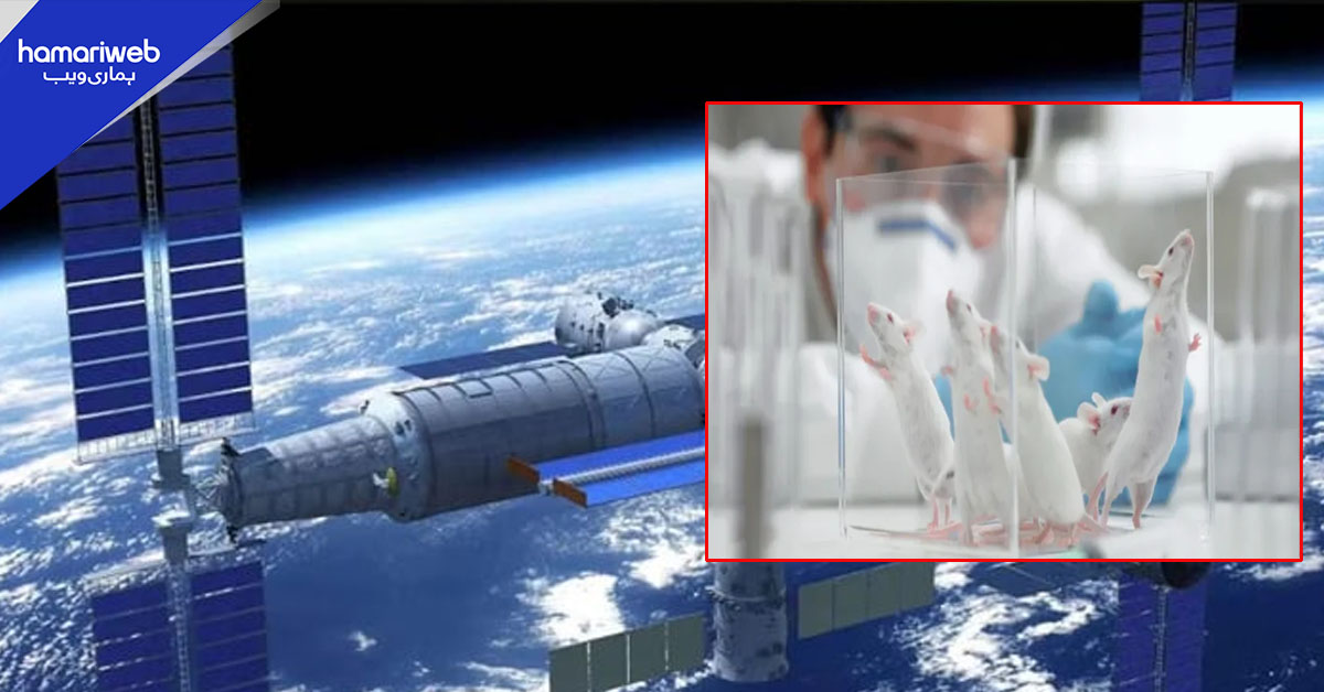 چین کا خلائی اسٹیشن پر چوہوں پر تجربات کا اعلان